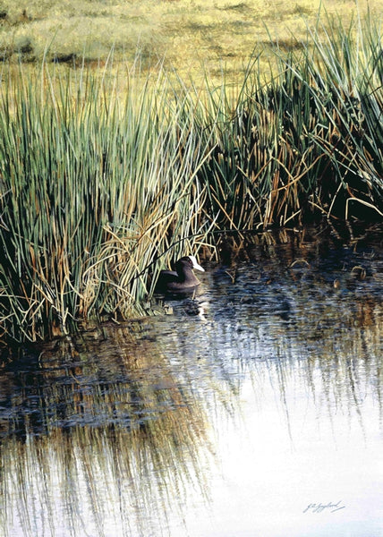 A New Day Coot bird painting acrylic landscape painting animal artist J. Gaylard