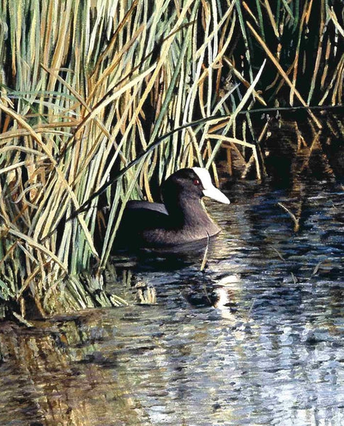 A New Day Coot bird painting acrylic landscape painting detail animal artist J. Gaylard