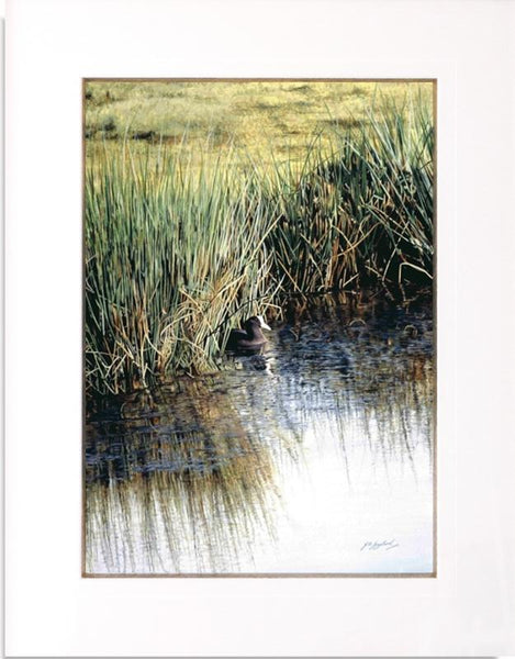 A New Day Coot bird painting mounted animal artist J. Gaylard