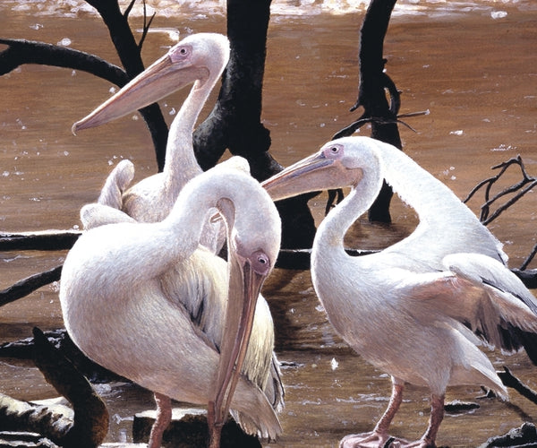At the Water's Edge white pelican birds wildlife art print detail animal art artist J. Gaylard