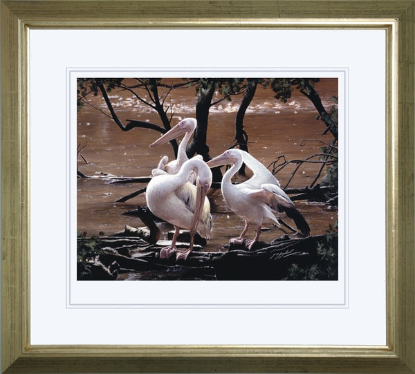 At the Water's Edge white pelican birds wildlife art print framed animal art artist J. Gaylard