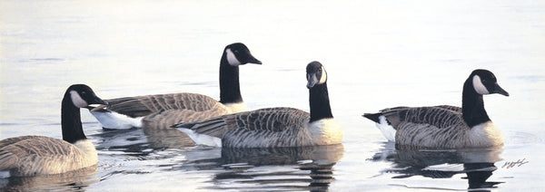 Canada geese birds wildlife art print animal art artist Jacqueline Gaylard