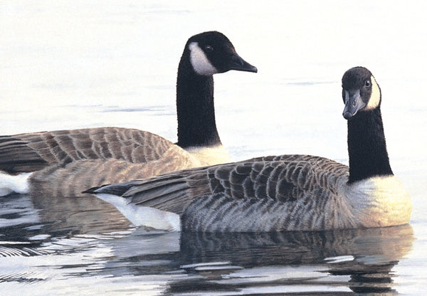 Canada geese birds wildlife art print detail animal art artist Jacqueline Gaylard