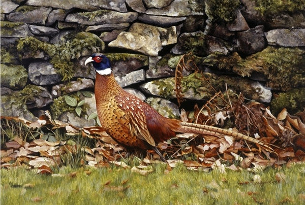 Country living pheasant bird wildlife art print animal art artist Jacqueline Gaylard