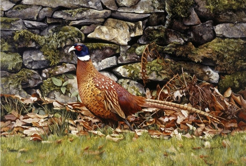 Country living pheasant bird wildlife art print animal art artist Jacqueline Gaylard