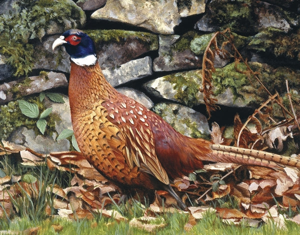 Country living pheasant bird wildlife art print detail animal art artist Jacqueline Gaylard
