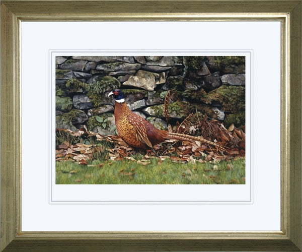 Country living pheasant bird wildlife art print framed animal art artist J. Gaylard