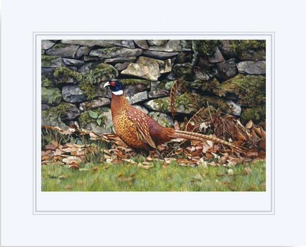 Country living pheasant bird wildlife art print mounted animal art artist J. Gaylard