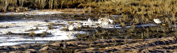 Evening Knot bird painting acrylic landscape painting detail artist J. Gaylard.