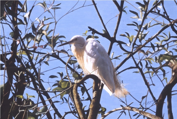 Little Egret white heron bird painting acrylic animal art artist Jacqueline Gaylard.