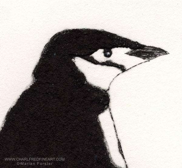Chinstrap penguin wildlife animal art print by Marian Forster.