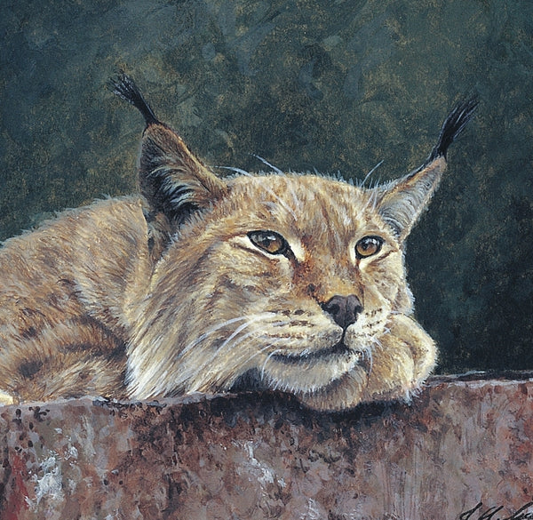 Northern Lynx wildlife art print detail animal art artist Jacqueline Gaylard