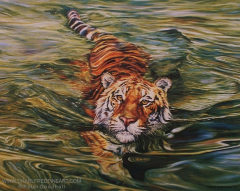 Golden Eyes Tiger wildlife art print.  Tiger swimming in water.