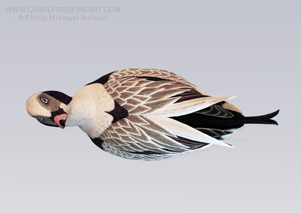 Long-tailed duck Oldsquaw wood sculpture by Philip Nelson