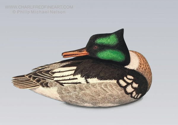 Preening Red Breasted Merganser duck wood sculpture by Philip Nelson