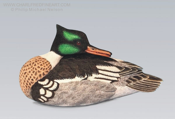 Preening Red Breasted Merganser duck wood bird sculpture by Philip Nelson