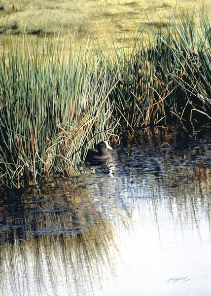 The New Day Coot bird wildlife art print animal art artist J. Gaylard