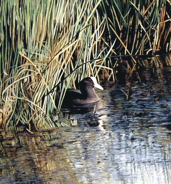 The New Day Coot bird wildlife art print detail animal art artist J. Gaylard