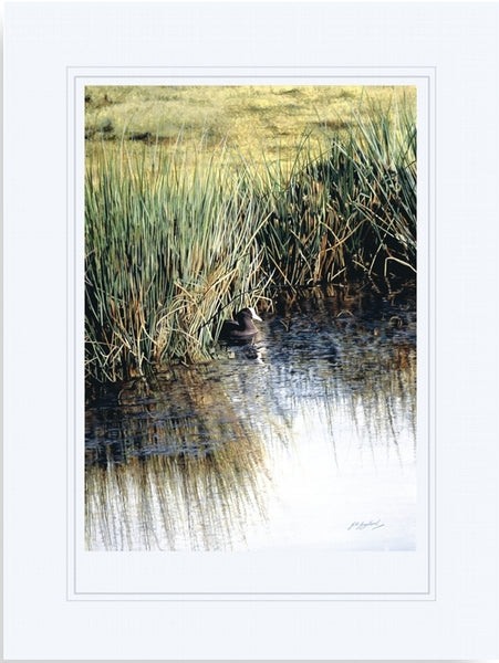 The New Day Coot bird wildlife art print mounted animal art artist J. Gaylard