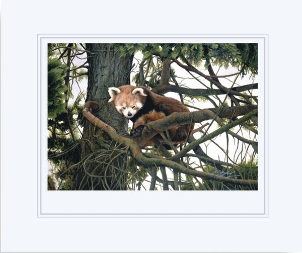 Watching red panda wildlife art print mounted animal art artist J. Gaylard