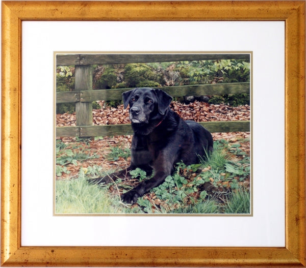 Autumn Days Black Labrador dog animal art painting framed Jacqueline Gaylard.