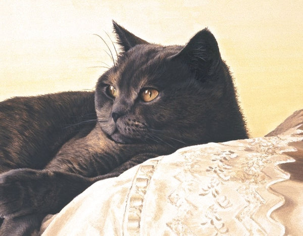Bright Eyes british shorthair blue cream cat art print detail artist J Gaylard