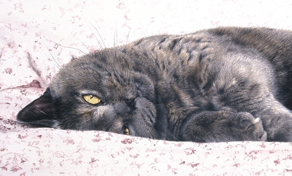 Chintz British Shorthair Blue Cream grey cat art print, Jacqueline Gaylard.