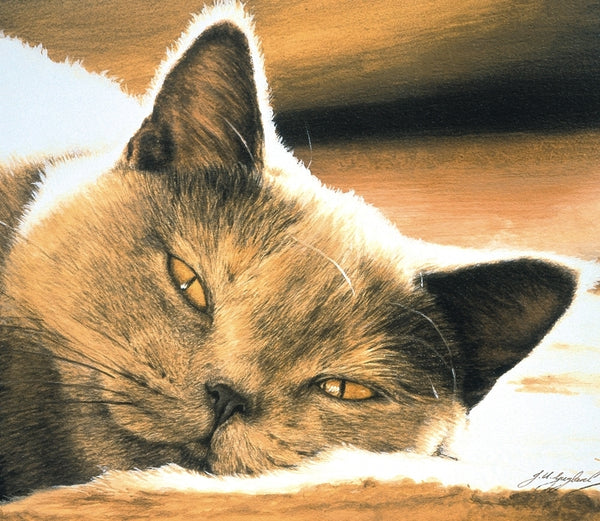 Pure Bliss British Shorthair Blue Cream grey cat art print detail animal art by J. Gaylard.