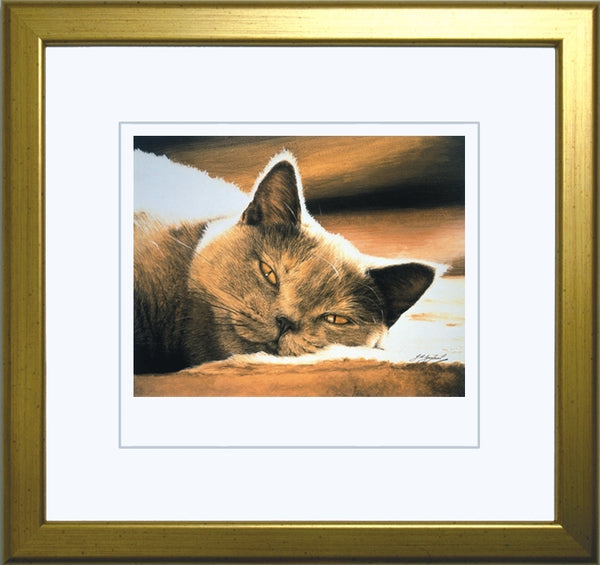 Pure Bliss British Shorthair Blue Cream grey cat art print, framed, artist Jacqueline Gaylard.