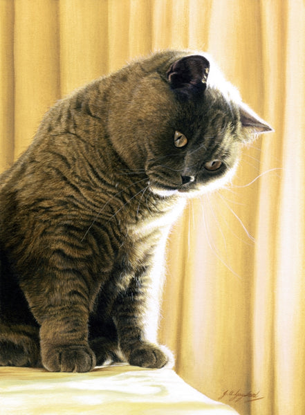 Shine Bright British Shorthair blue cream cat art painting, by Jacqueline Gaylard.