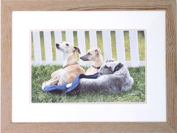 Three Whippets dogs, framed animal art painting by Jacqueline Gaylard.
