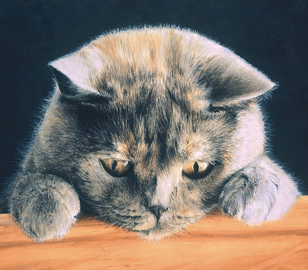What's New British Shorthair Blue Cream grey cat art print, animal artist J. Gaylard.