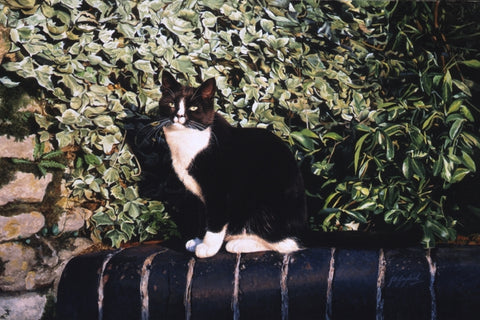 An Evening In The Sun Black & White cat art painting, artist Jacqueline Gaylard.
