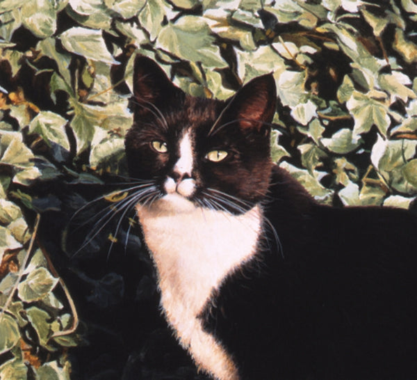 An Evening In The Sun Black & White tuxedo cat animal art painting by J. Gaylard.