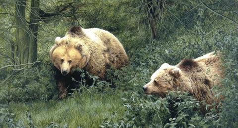 Approaching European Brown Bears wildlife art print animal art artist Jacqueline Gaylard
