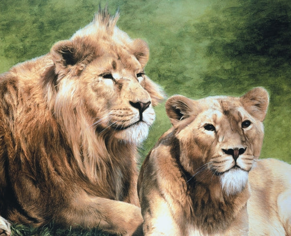Asiatic lion with lioness wildlife art print animal large wall art detail artist J. Gaylard.
