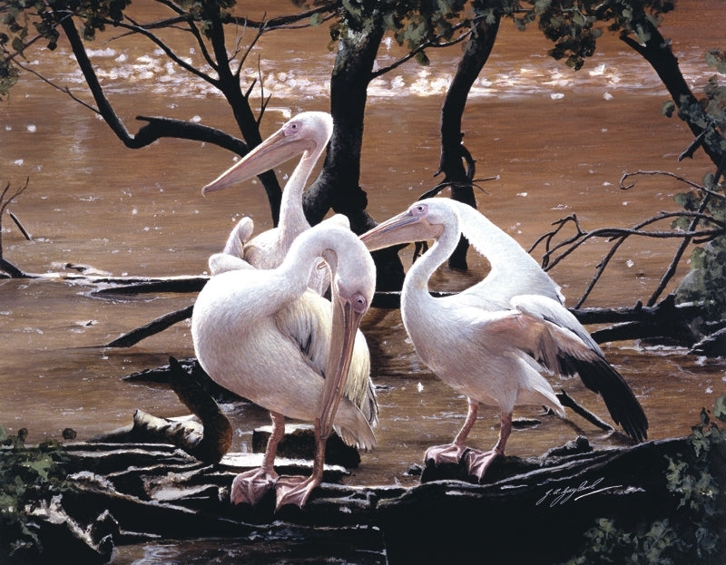 At the Water's Edge white pelican birds wildlife art print animal art artist J. Gaylard