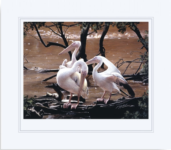 At the Water's Edge white pelican birds wildlife art print animal art artist Jacqueline Gaylard