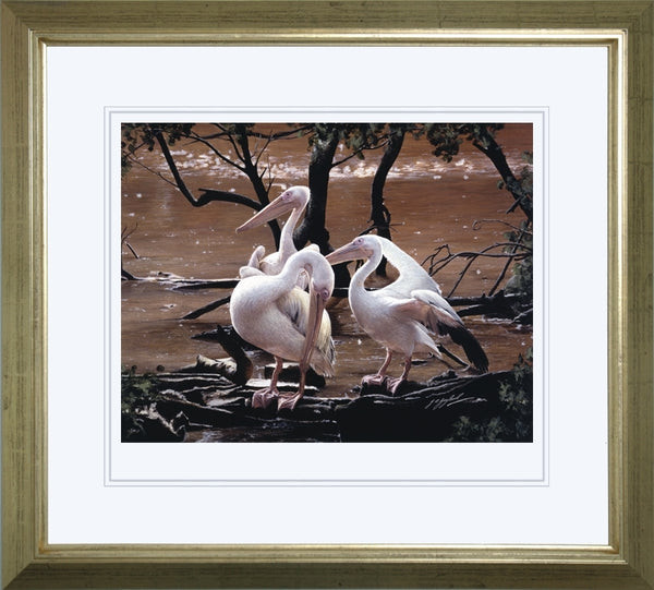 At the Water's Edge white pelican birds wildlife art print framed animal art artist J. Gaylard