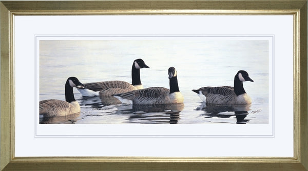 Canada geese birds wildlife art print framed animal art artist Jacqueline Gaylard