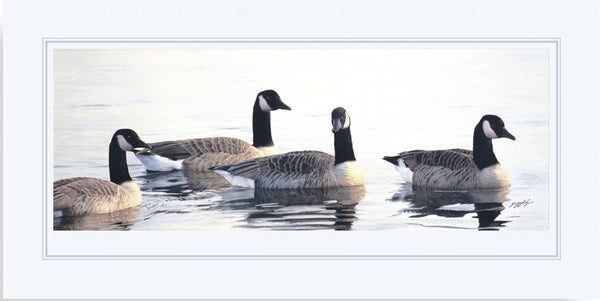 Canada geese birds wildlife art print mounted animal art artist Jacqueline Gaylard