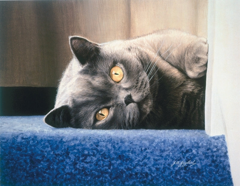 Cyan on the stair british shorthair blue grey cat art print animal art artist J. Gaylard