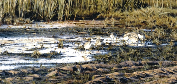 Evening knot birds wildlife art print detail landscape painting artist Jacqueline Gaylard