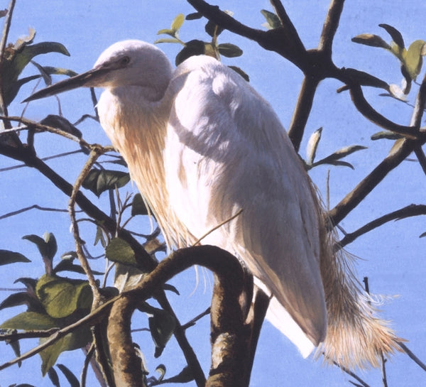 Little Egret white heron bird painting acrylic animal art detail artist Jacqueline Gaylard.