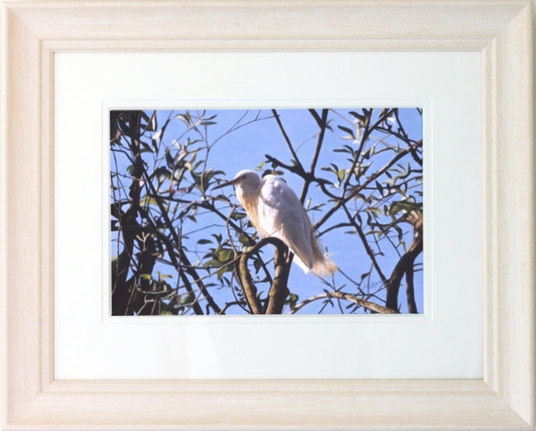 Little Egret white heron bird painting acrylic framed animal art artist Jacqueline Gaylard.