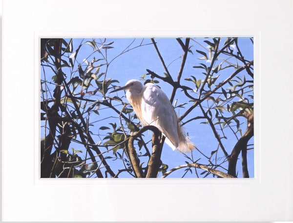 Little Egret white heron bird painting acrylic mounted animal art artist Jacqueline Gaylard.