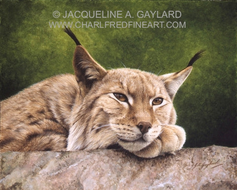 Looking Out Northern Lynx big cat animal art acrylic painting artist J. Gaylard
