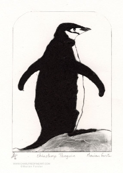 Chinstrap penguin wildlife art print by Marian Forster.