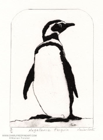 Megellanic penguin animal art print by Marian Forster.