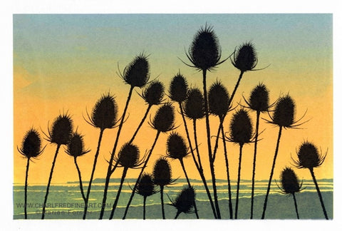 Teasel flower limited edition print by Marian Forster.